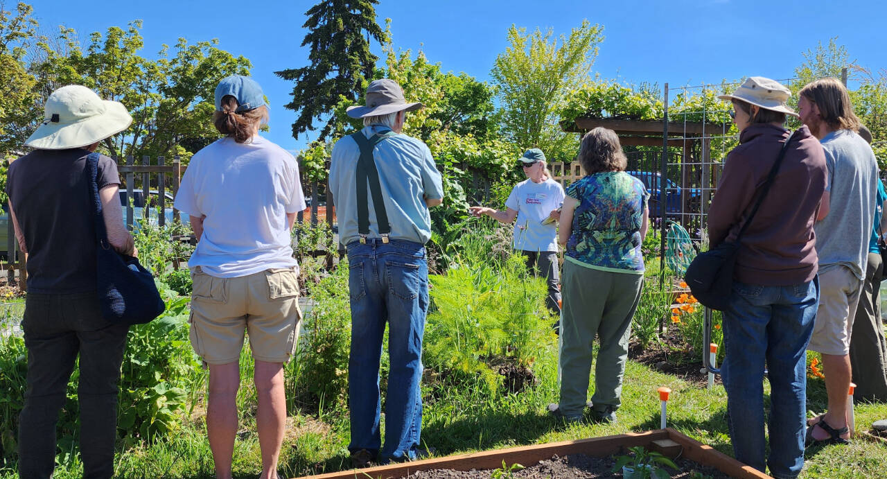 Photo by Sara Farinelli / Jan Bartron explains the setup and rationale of composting in place to June 8 Second Saturday Garden Walk participants. Join Bartron and other Clallam County Master Gardeners Jan Bartron, Bob Cain, Laurel Moulton and Audreen Williams at 10 a.m. on Saturday, July 13, at the Port Angeles Fifth Street Community Garden to hear about protecting fruit crops and planning for fall and winter gardening, as part of the monthly “Second Saturday Garden Walk.”