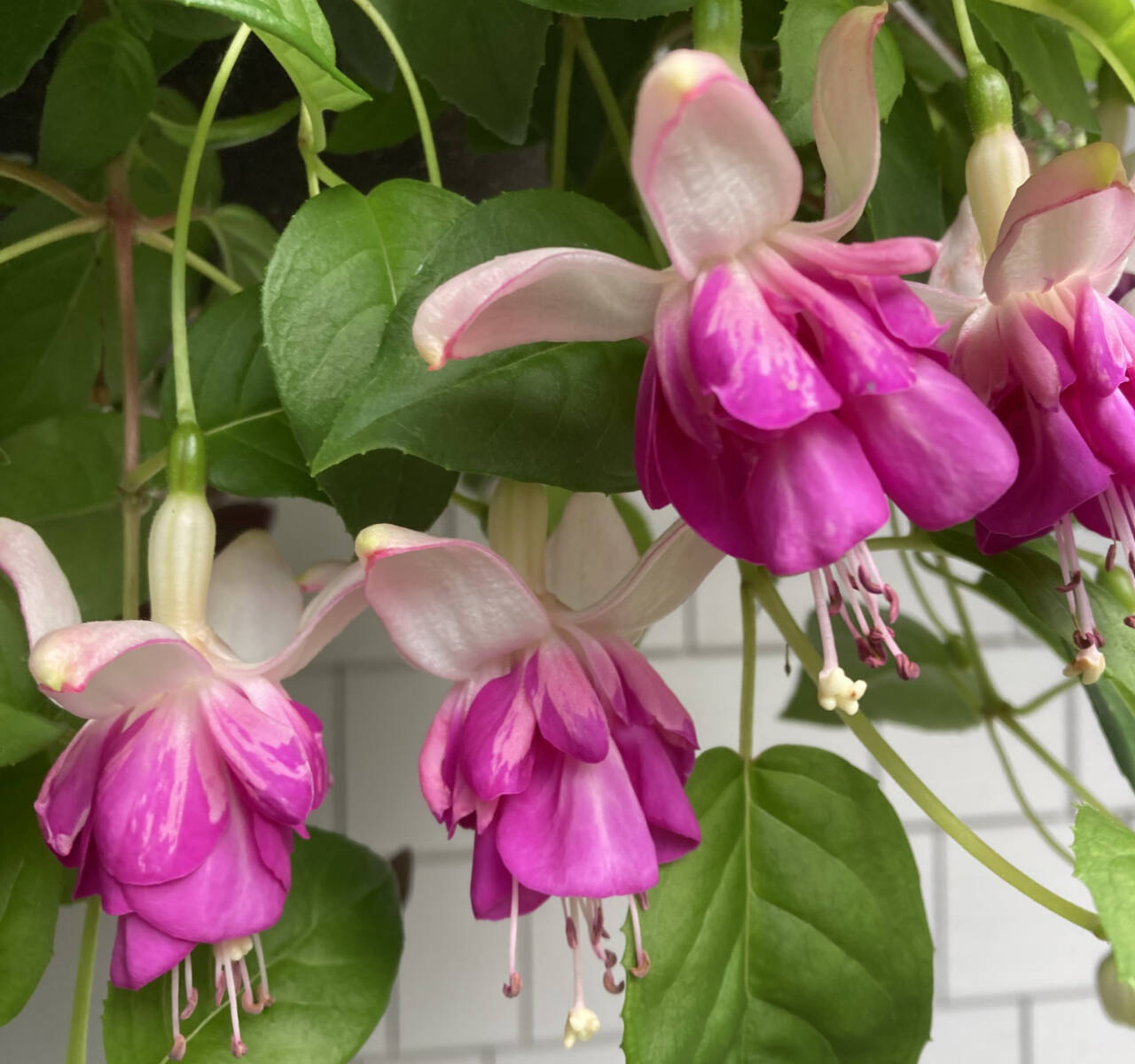 Photo by Jeanette Stehr-Green
Fuchsia plants are known for their elegant, two-toned flowers that add a unique splash of color to a hanging basket or your garden.