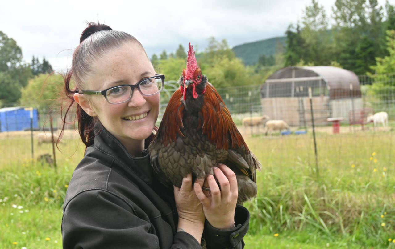 Sequim Gazette photo by Michael Dashiell
Shayna Robnett holds Phoenix, a rooster abandoned near Baker Dip near Morse Creek, at Lilly’s Safe Haven in Port Angeles. Robnett estimates the nonprofit has rescued more than 70 roosters since its inception about four years ago.