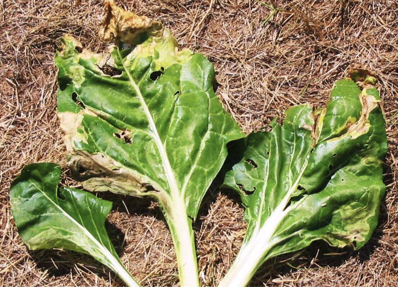 Photo by Bob Cain
Typical leaf miner damage is shown here on Swiss chard leaves, with yellowing and death of isolated portions of leaf tissue visible.