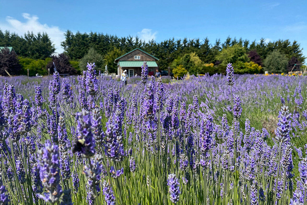 Sequim Gazette file photo by Megan Rogers/ In Bloom Lavender Farm, 1526 Marine Drive, is one of nearly 20 lavender farms that are open during Sequim Lavender Weekend, July 19-21. It features U-pick, vendors, music, and more.