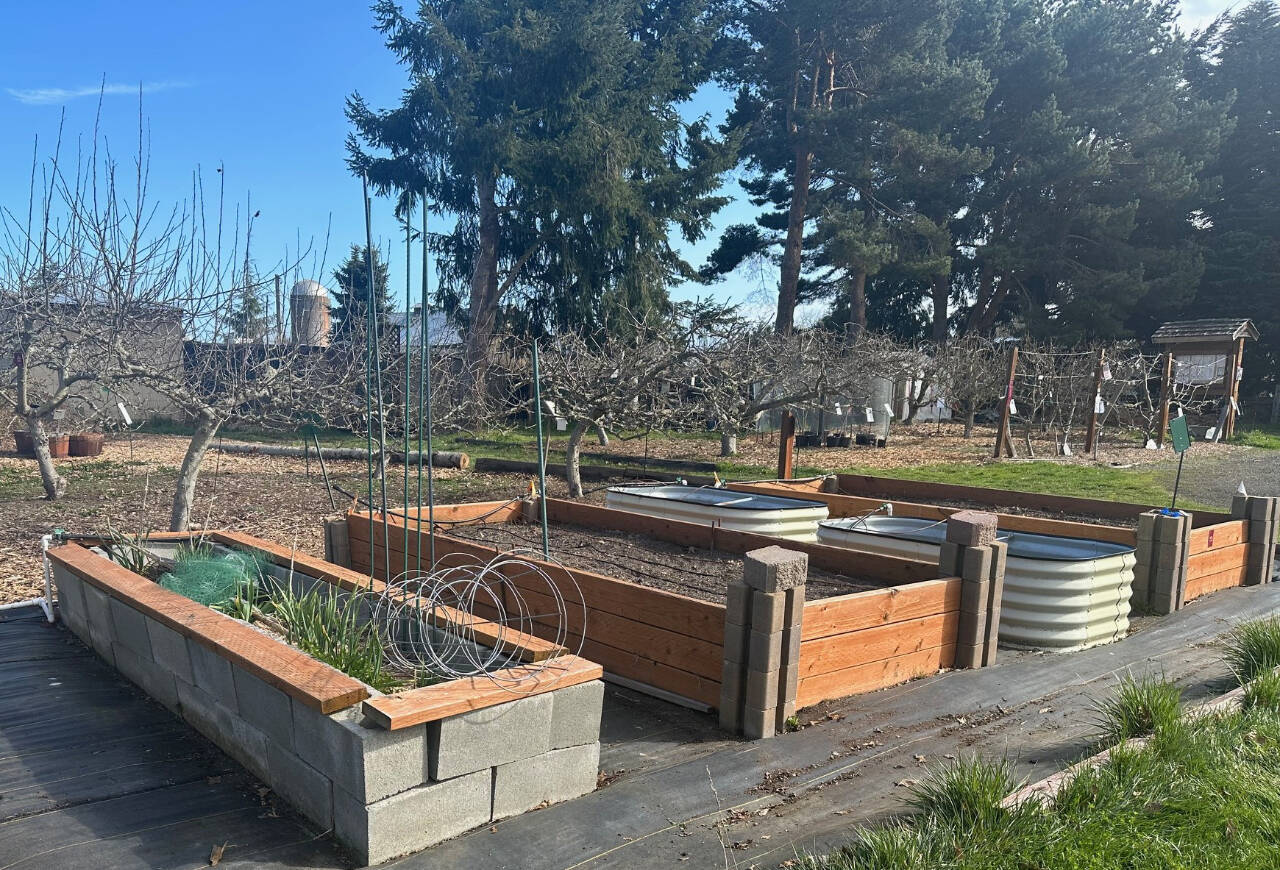 Photo by Anna Plager / Find out how raised beds like these examples at Woodcock Demonstration Garden in Sequim can make gardening easier for people who have mobility issues. Join Clallam County Master Gardener Cathy Wagner for the Green Thumb Education Series presentation “Tips & Tricks for Accessible Gardens,” from noon-1 p.m. on Thursday, July 25, at St. Andrews Episcopal Church, 510 E. Park Ave., Port Angeles.