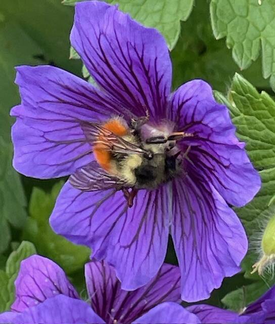 Photo courtesy of Clallam County Master Gardeners
Don’t forget the benefits of a garden attractive to pollinators, whose activities are crucial to crop production.