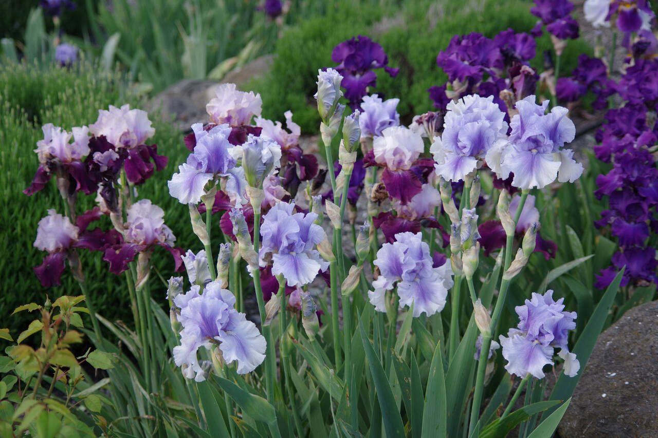 Photo by Leslie A. Wright / Get tips on taking care of iris plants from the The Sequim Botanical Garden Society volunteers on July 27 at the society’s garden at Carrie Blake Community Park. Pictured is a purple and lavender iris