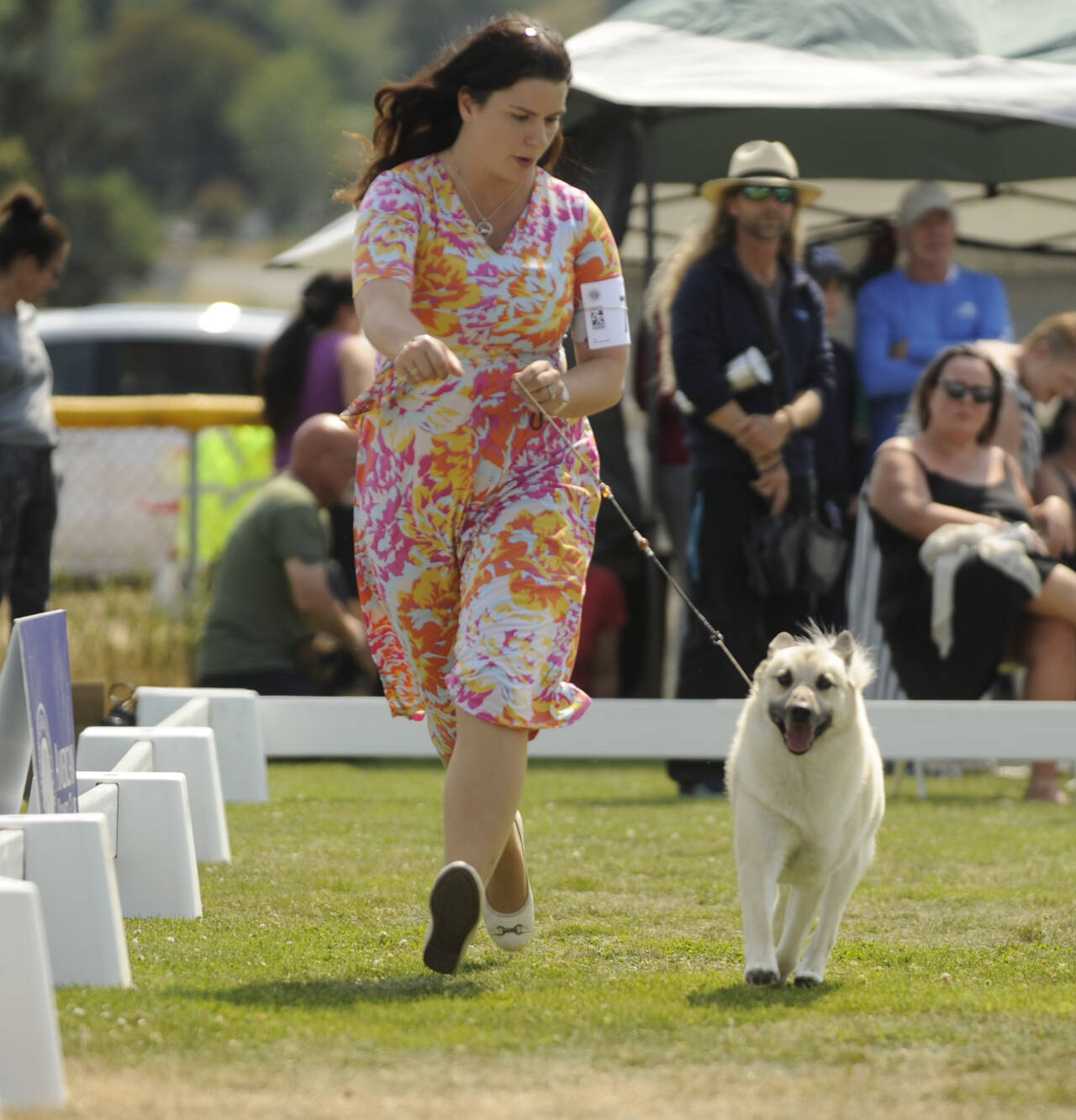 Sequim Gazette photo by Michael Dashiell / Amie McLaughlin and Buzz, a Norweigan Buhund, present to the judge at the Hurricane Ridge Kennel Club’s All-Breed Show at Carrie Blake Community Park on July 27.