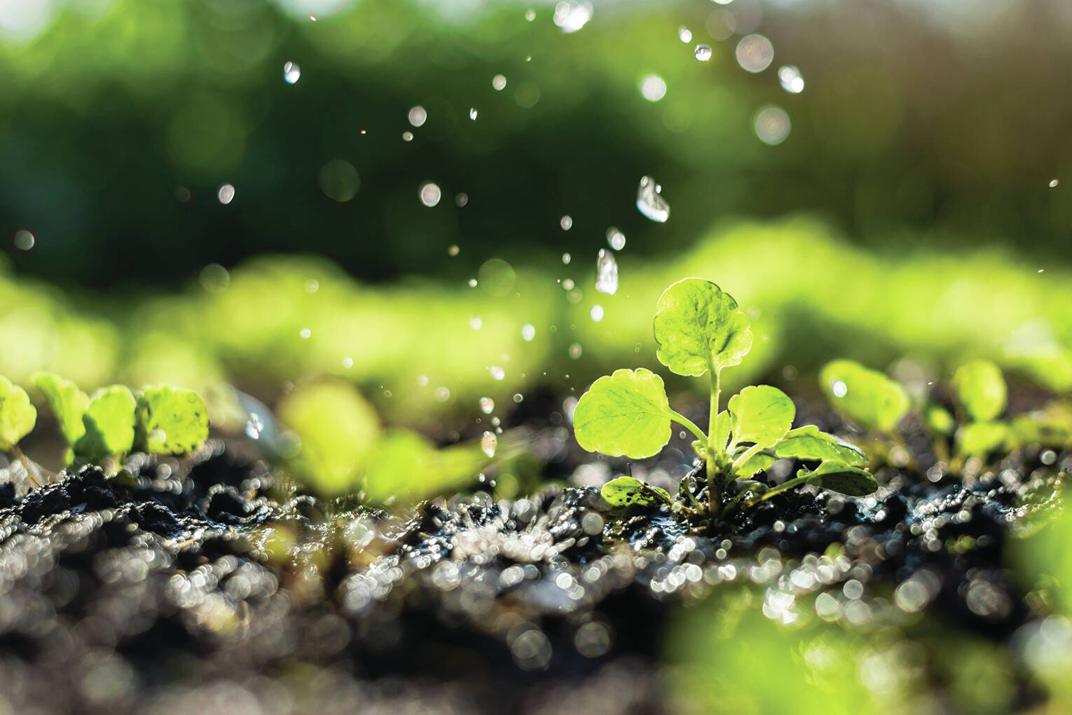 Photo by Metro Creative Connection
Consider your options when keeping your plants watered during the hot summer months. Water globes look nice but moisture-control potting mixes and self-watering containers might be more effective.