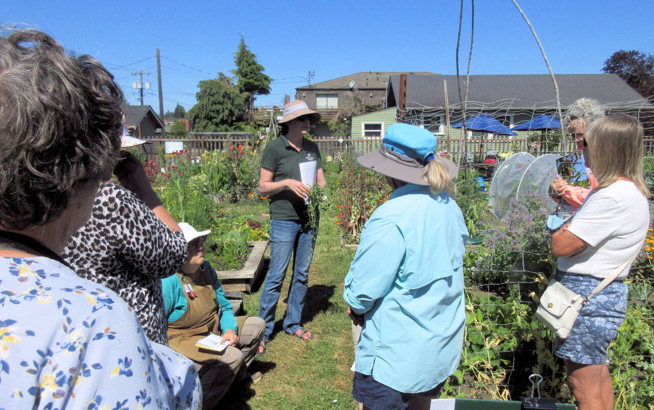 Photo courtesy of Clallam County Master Gardeners
Laurel Moulton explains to attendees of a Second Saturday Garden Walk that the only true organic option of controlling bind weed is to physically pull it. Join Moulton and fellow Clallam County Master Gardeners Jan Bartron, Bob Cain and Audreen Williams on Aug. 10 for a Garden Walk that covers recognizing and dealing with allium ailments, and also harvesting and storing alliums.