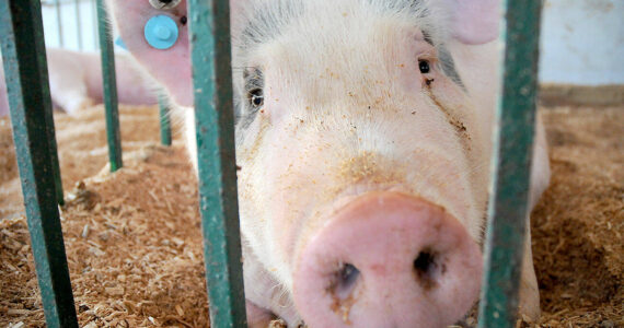 Bam Bam, a Hampshire cross pig, looks out from his enclosure in the swine barn on Thursday at the Clallam County Fair. (Keith Thorpe/Peninsula Daily News)