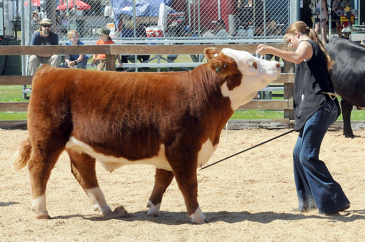 FIle photo by Keith Thorpe/Olympic Peninsula News Group
Daylen Williams, 13, of Sequim, a member of the East Clallam 4-H Livestock Club, coaxes her award-winning Hereford steer into a showing pose during cattle judging at the Clallam County Fair in 2023.