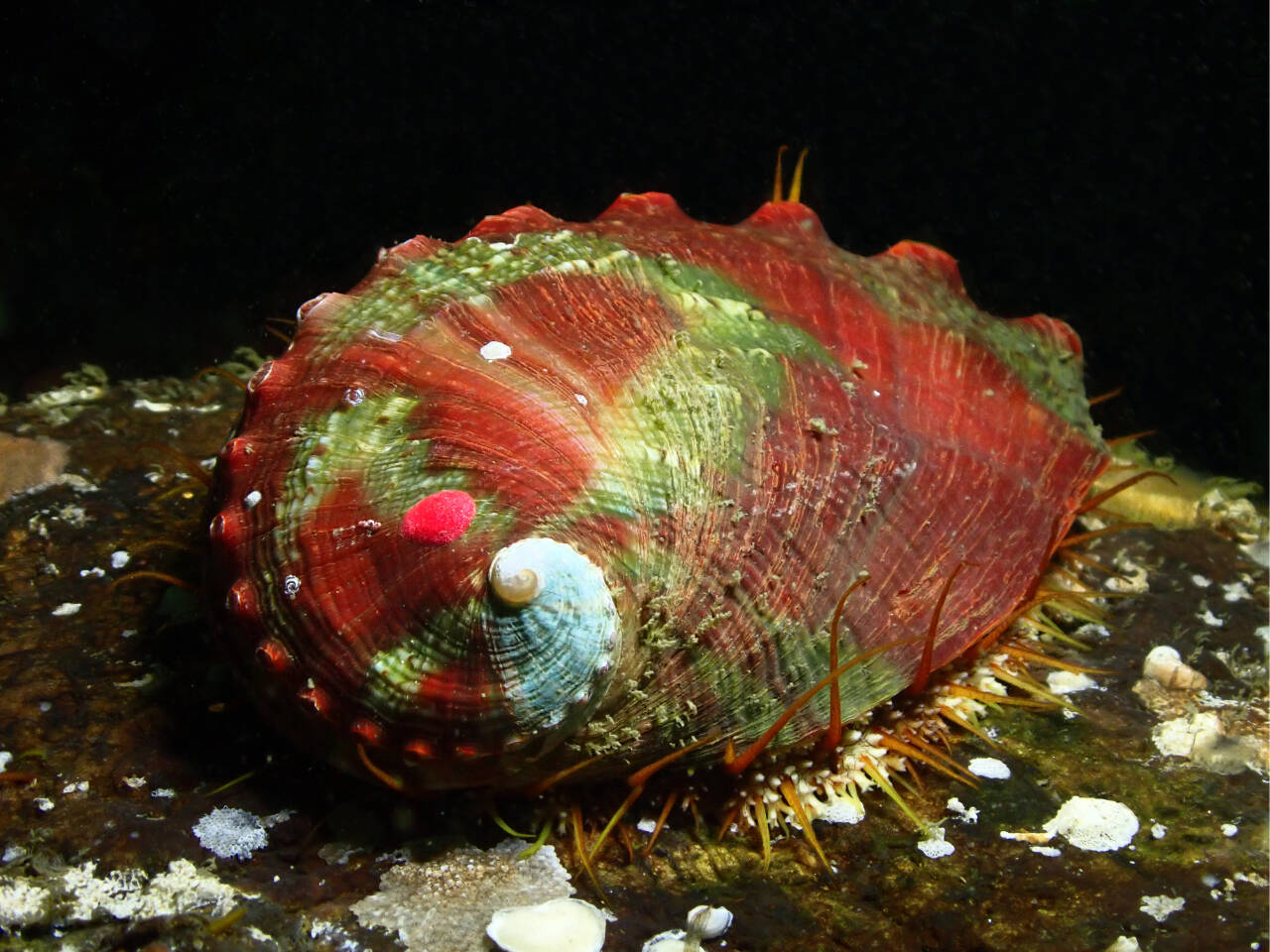 Photo courtesy of Washington Department of Fish and Wildlife
The Clallam County Marine Resource Committee looks to study and potentially increase the population of the pinto abalone — Washington state’s only known indigenous abalone.