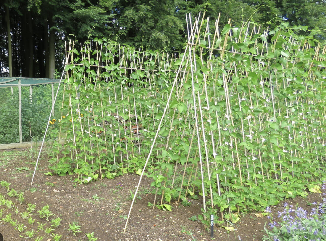 Photo courtesy of Michigan State University College of Agriculture and Natural Resources
Consider vertical gardening to maximize space and production in your garden.