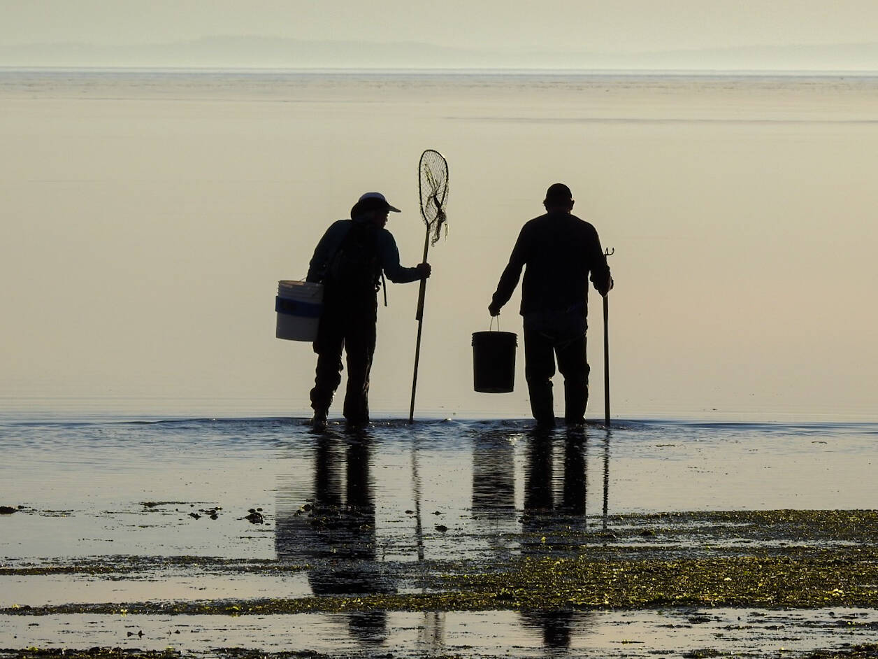 Photo by Teresa Herrera / Clammers enjoy an early morning outing near Sequim on Aug. 19.