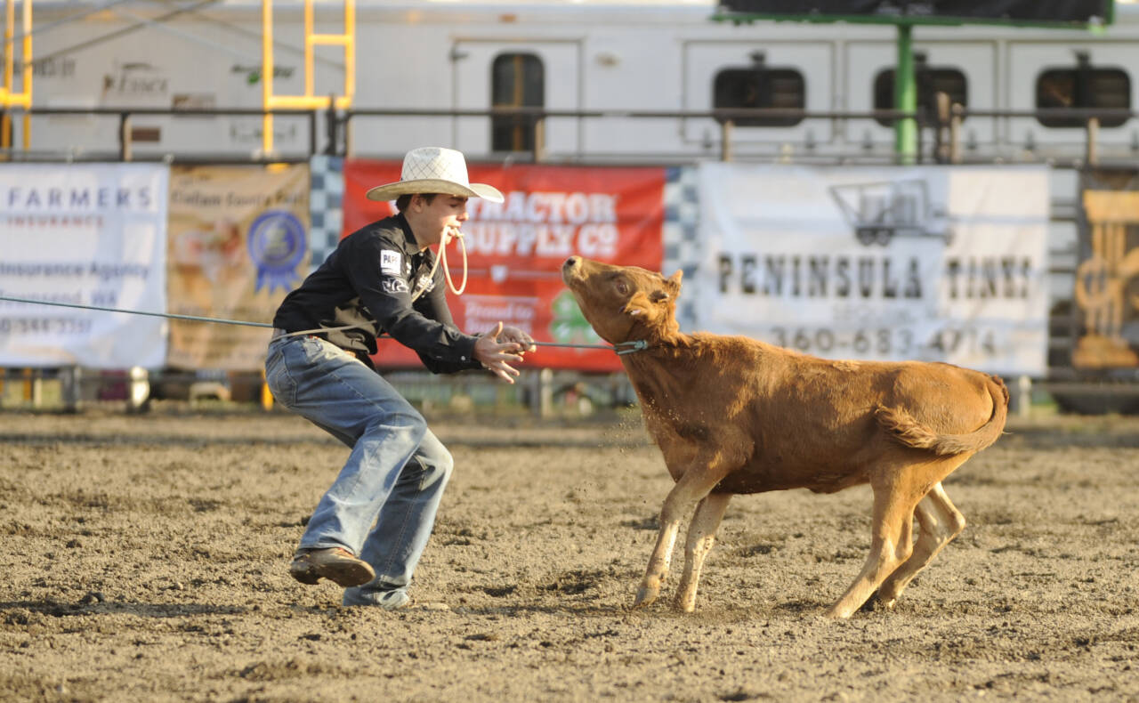 Sequim Gazette photo by Michael Dashiell / Jace Harris of Tenino goes nose-to-nose with his charge in the tie down roping roping competition at the Clallam County Fair Rodeo on Aug. 16.