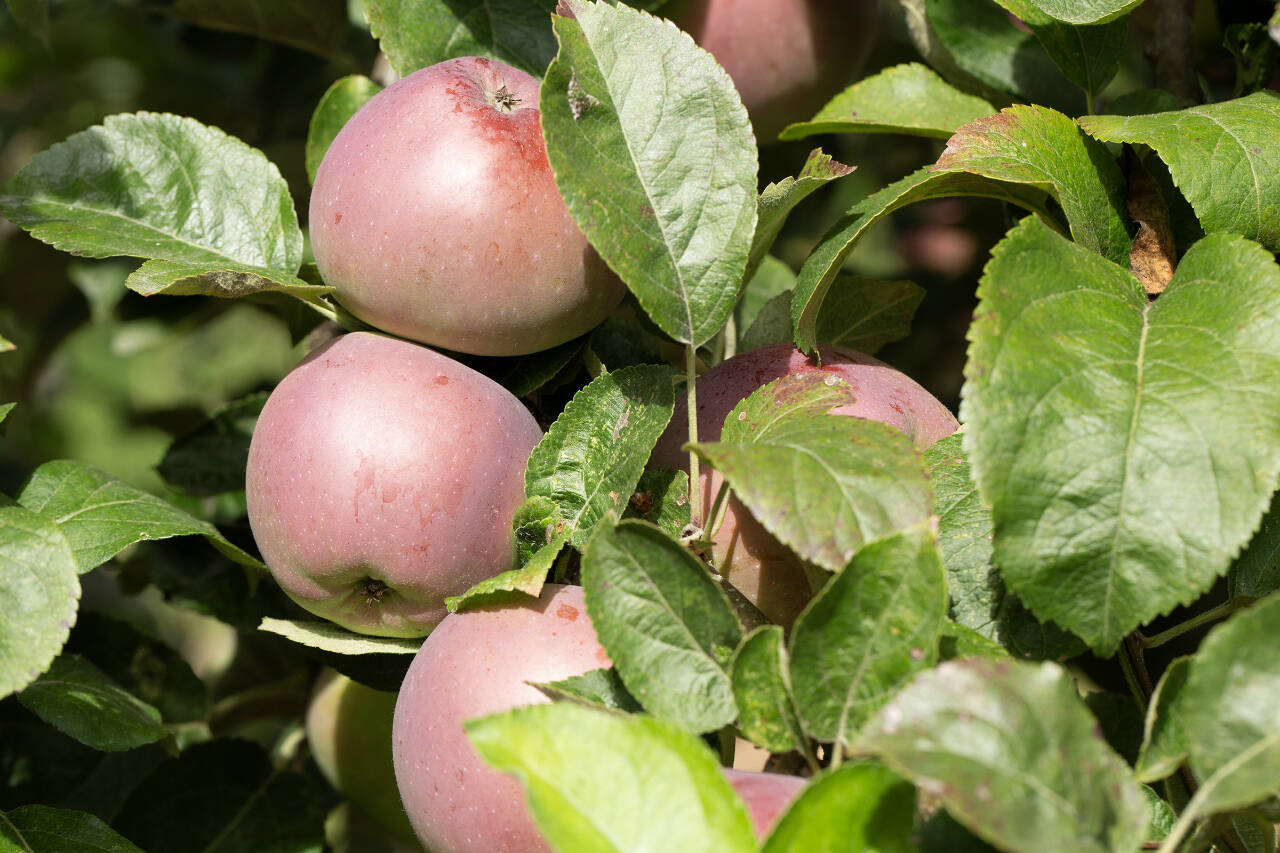 Photo by Robb Drake
Apple harvesting varies by variety. Start with determining ripeness. Start on the sunniest side of the tree where fruit matures first, lift the fruit and gently twist. Cut the apple and when the pips (seeds) are brown, the apple is ready.