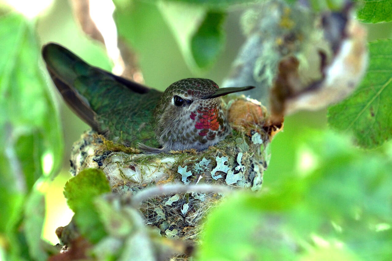 Photo by Dow Lambert / Learn more about Anna’s hummingbirds (pictured here, a female on her nest) and more at the Backyard Birding series event at the Dungeness River Nature Center on Sept. 7.