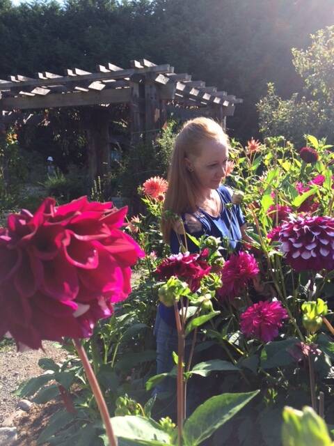 Photo by Cathy Wagner
A visitor enjoys the dahlias at the Master Gardeners Woodcock Demonstration Garden in Sequim. Explore the garden on Sept. 12 during a free “walk-about” event.