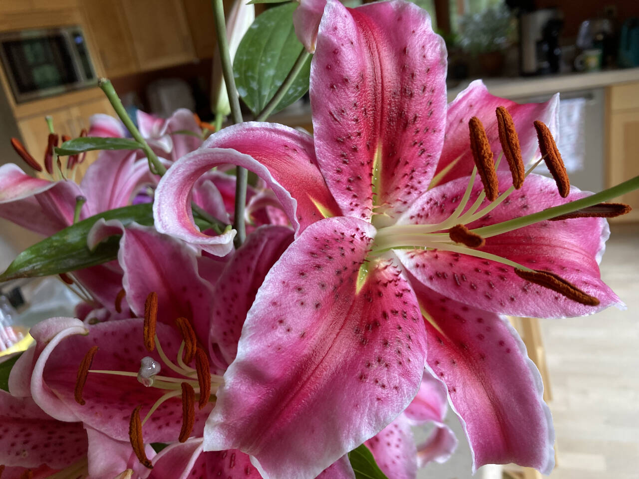 Photo by Jeanette Stehr-Green
To extend the life of a lily blossom, remove the anthers (the reddish-brown structures at the ends of the stamens in this photo) as soon as they emerge.