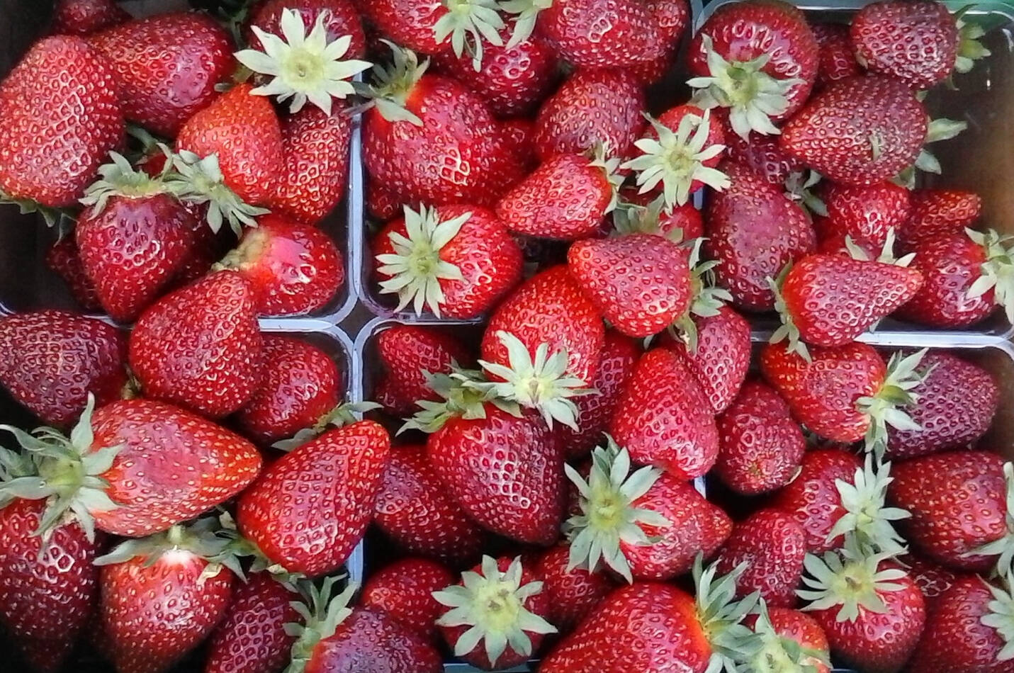 Photo courtesy of Washington State University Grays Harbor Extension
Now is as a good a time as any to help your berries prepare for the fall and winter months.