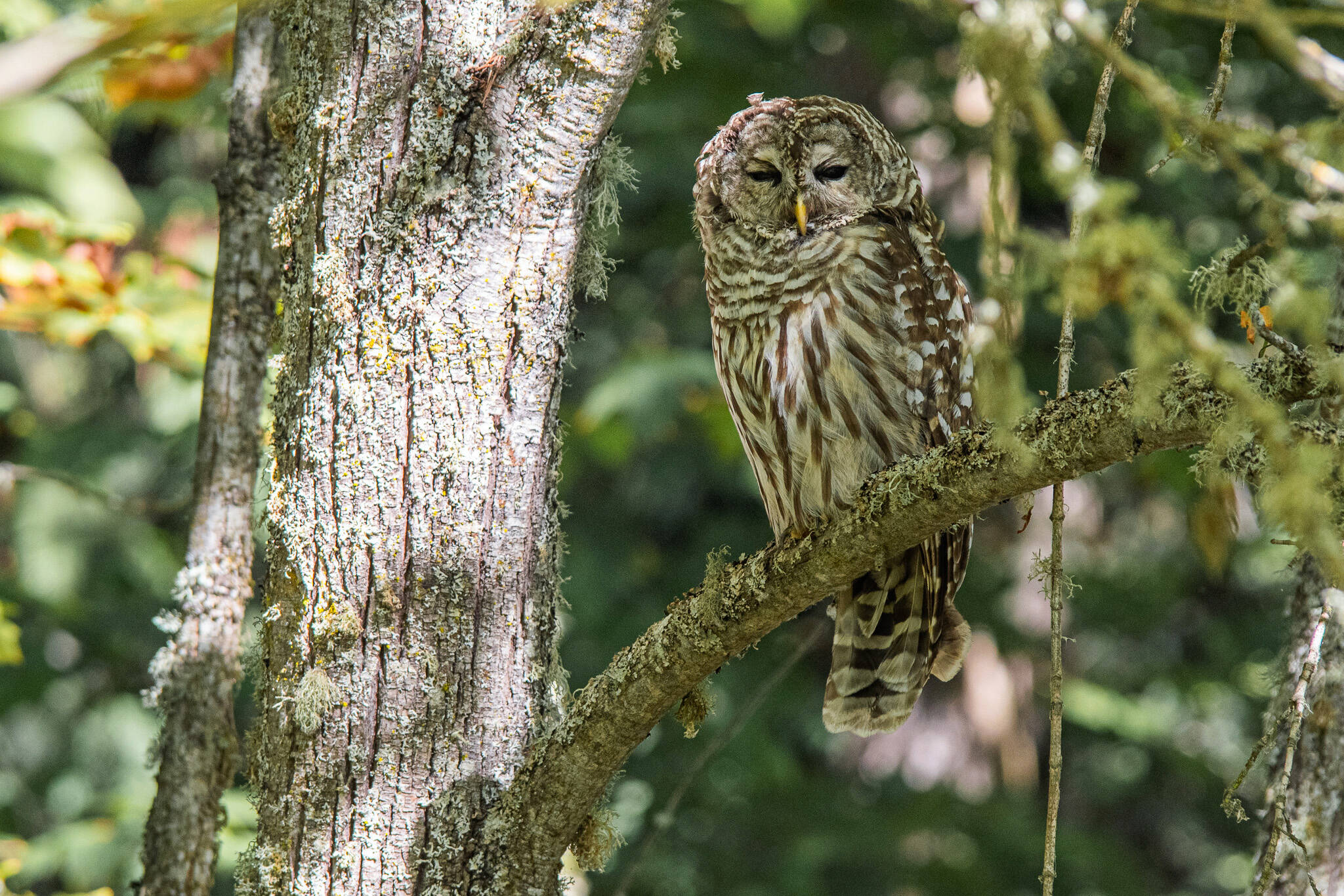 Photo by Emily Matthiessen
A barred owl takes a nap in Sequim’s Dungeness riparian forest. The federal government is planning to kill tens of thousands of barred owls in Washington, Oregon and California to protect threatened spotted owls.