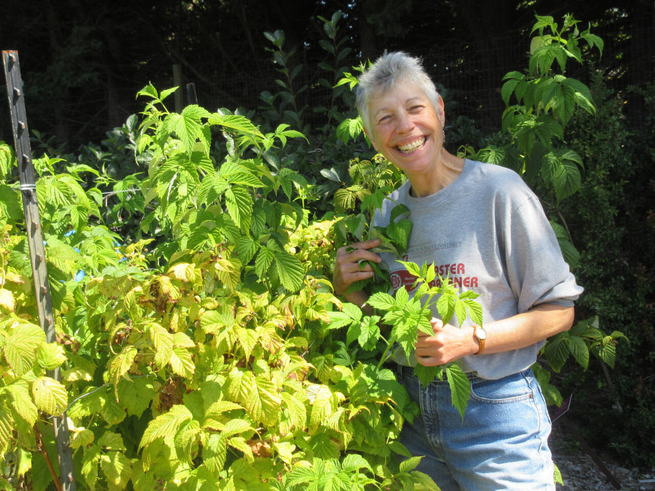 Photo by Audreen Williams
Master Gardener Jeanette Stehr-Green leads a discussion about caring for berries during the fall and winter months at the Woodcock Demonstration Garden on Sept. 7.