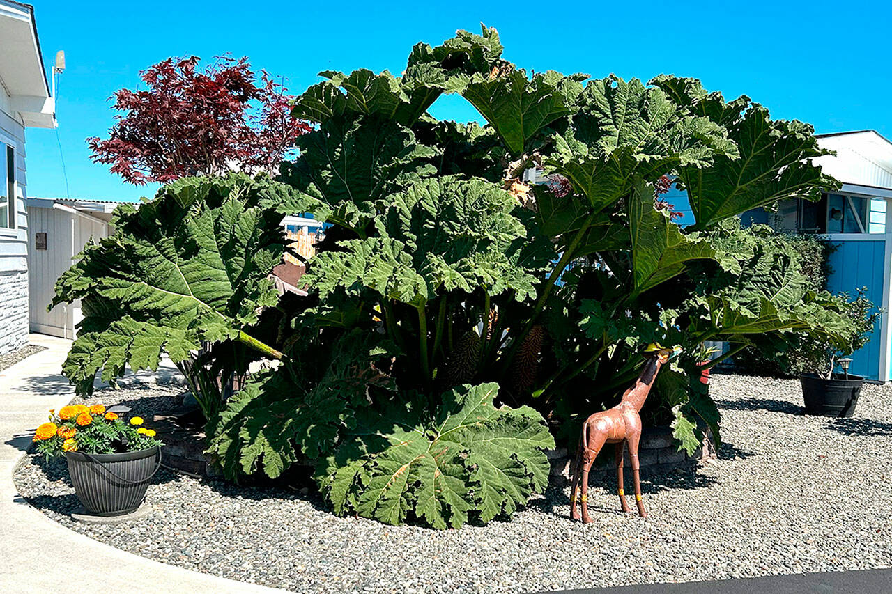 Sequim Gazette photo by Matthew Nash
Susie and Larry Ormbrek offer leaves from the gunnera plant to those interested in concrete plant projects off Seventh Avenue.