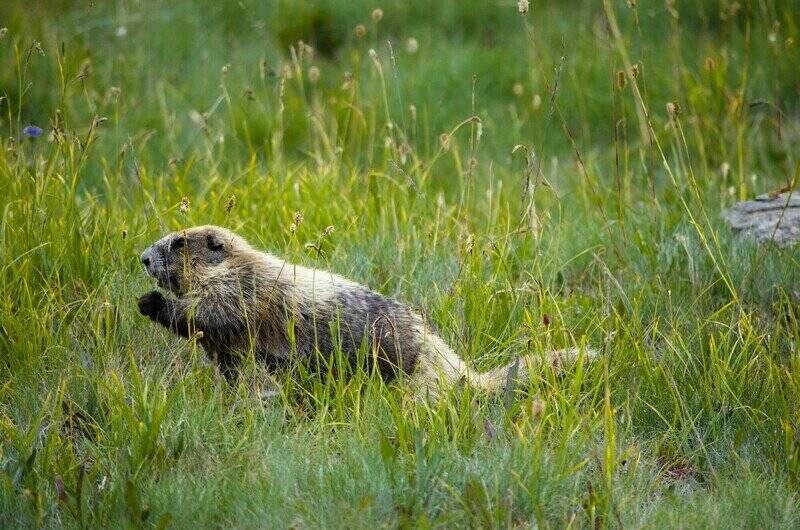 Photo by Kiley Barbero/Center for Biological Diversity
An Olympic marmot.