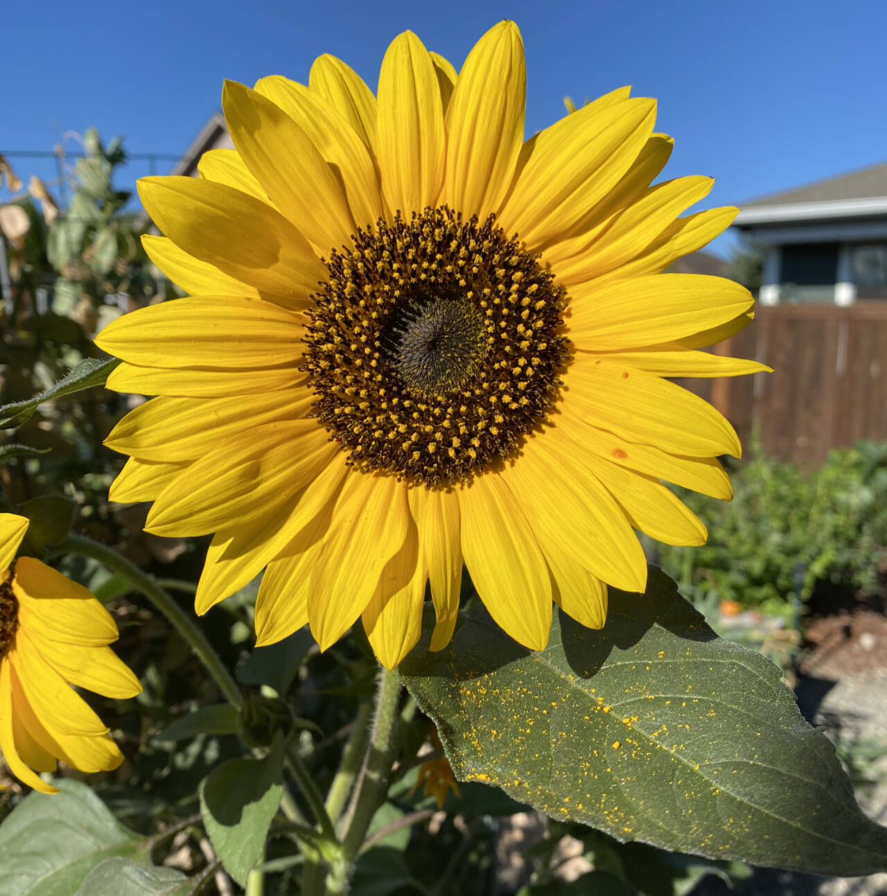 Photo by Dave Eberle
Not only is this ever-popular garden addition pleasing to the eye, each part of the sunflower is edible.