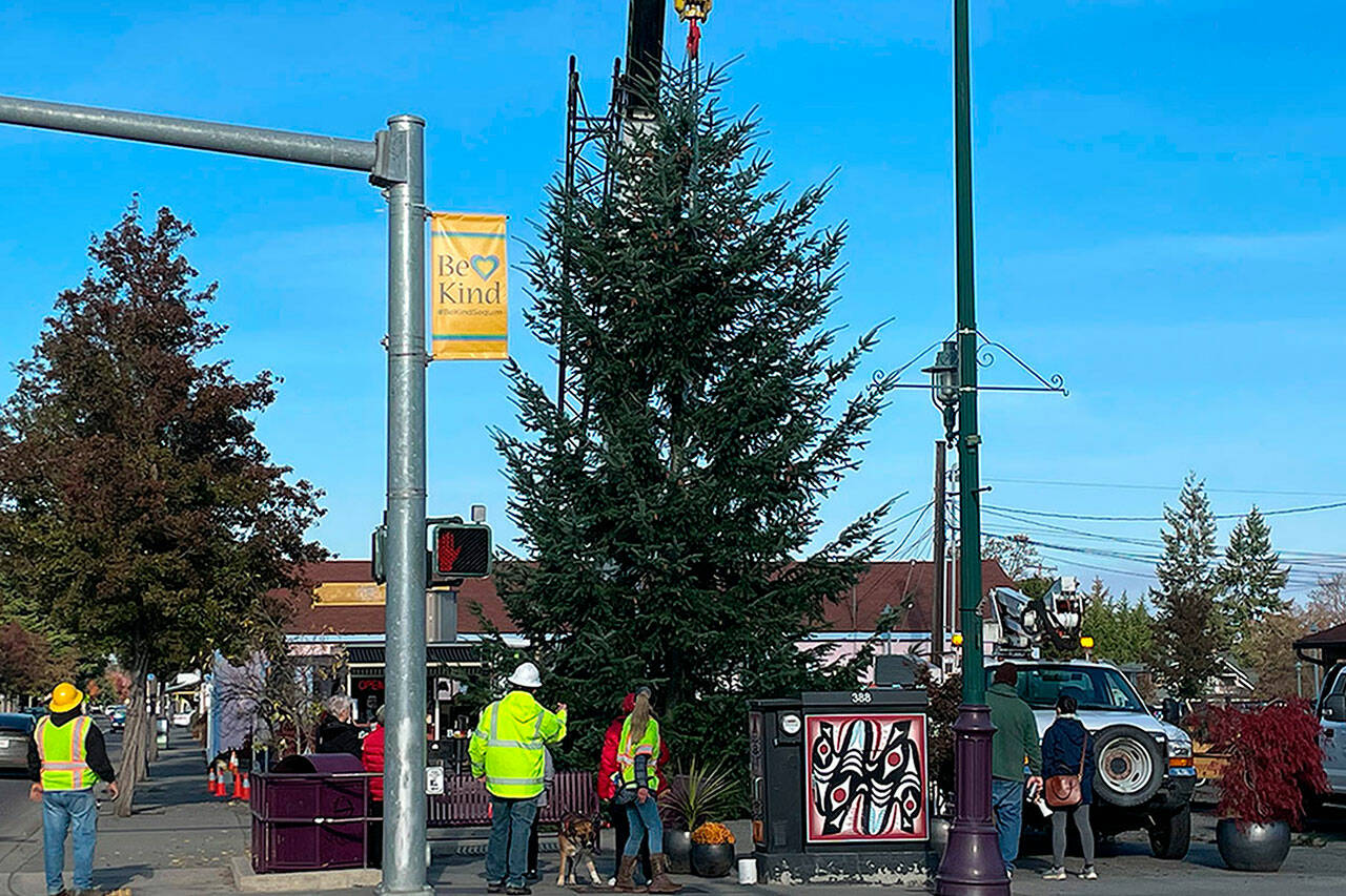 Sequim Gazette file photo by Matthew Nash
City officials and community leaders seek another donated Christmas tree for downtown Sequim during the holidays at Centennial Place on the northeast corner of Sequim Avenue and Washington Street.