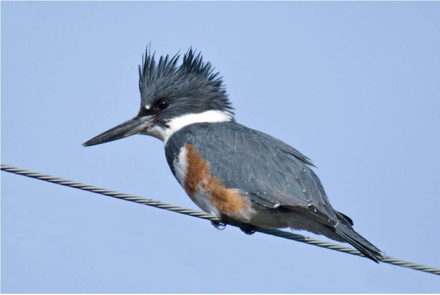 Photo by Dow Lambert
Learn about “The Galbatross Project” at the next Olympic Peninsula Audubon Society meeting on Sept. 18. Pictured is a female belted kingfisher.