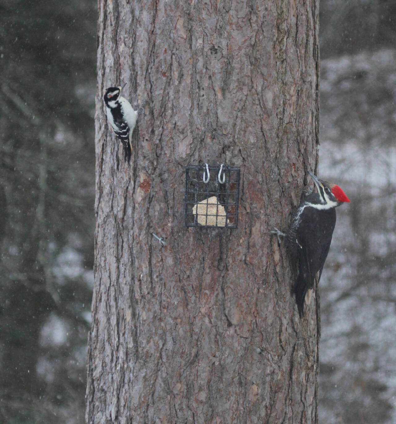 Photo by Katja Bridwell / Find out how you can make a garden more bird-friendly for wintering birds — such as the hairy woodpecker (left) and pileated woodpecker — from environmental scientist Katja Bridwell at the next Green Thumb Education Series presentation set for Sept. 26.