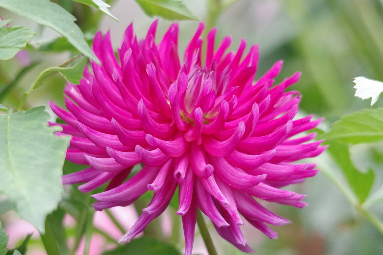 Photo by Leslie A. Wright
Check out the Beep Beep dahlia and more at the Sequim Botanical Terrace Garden, which hosts a “Work to Learn” party on Sept. 28.