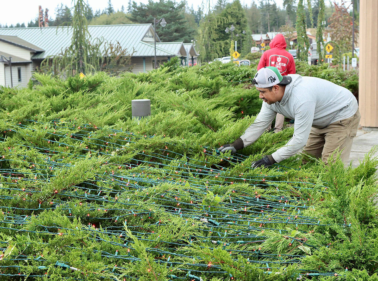 Photo by Dave Logan/for Olympic Peninsula News Group
Juan Reyes of Patrick Walker, Inc. gets a head start on installing the holiday lights that will delight those driving along U.S. Highway 101 through the Blyn area this season. The crew from Patrick Walker, Inc. of Port Orchard, a landscape contractor, installs the lights on trees and bushes at the Jamestown Blyn Campus, Longhouse Market, 7 Cedars Casino and hotel, Jamestown Medical Center and The Cedars at Dungeness Golf Course. The task will take more than a month to complete.