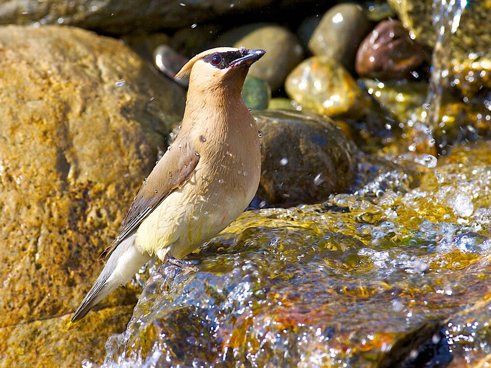 Photo by Jim Gift / A Cedar Waxwing enjoys a spot in a landscape water feature.