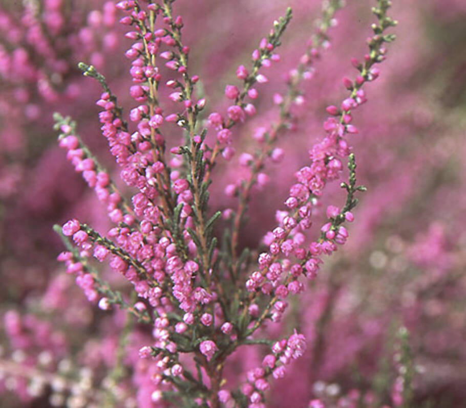 Image courtesy of Oregon State University 
Consider adding heather to your garden for year-round color. Pictured is calluna vulgaris, or Scotch Heather.