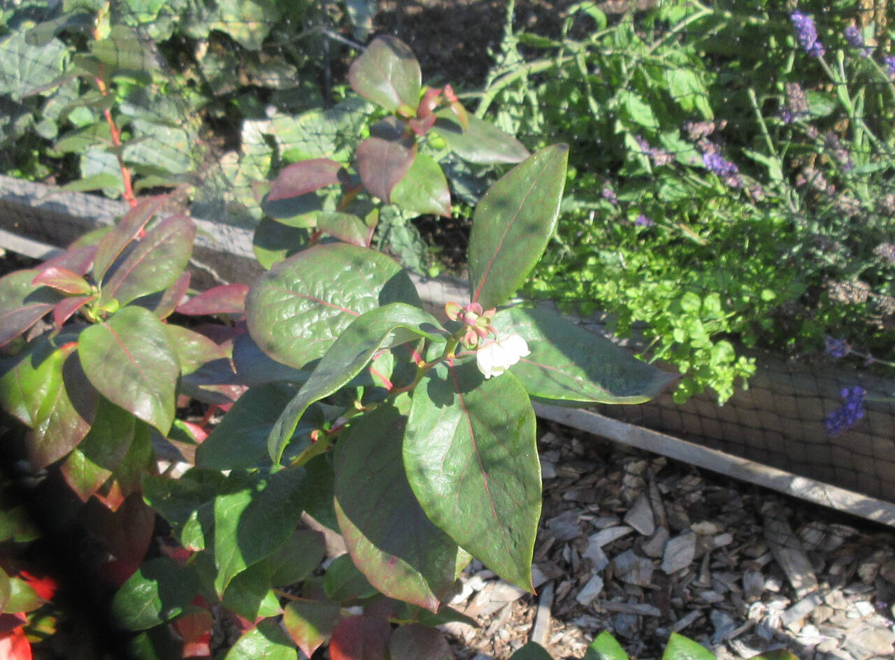 Photo by Audreen Williams/Clallam County Master Gardener
Northern highbush blueberry (variety ‘Spartan’) shows unusual blooming in late summer.