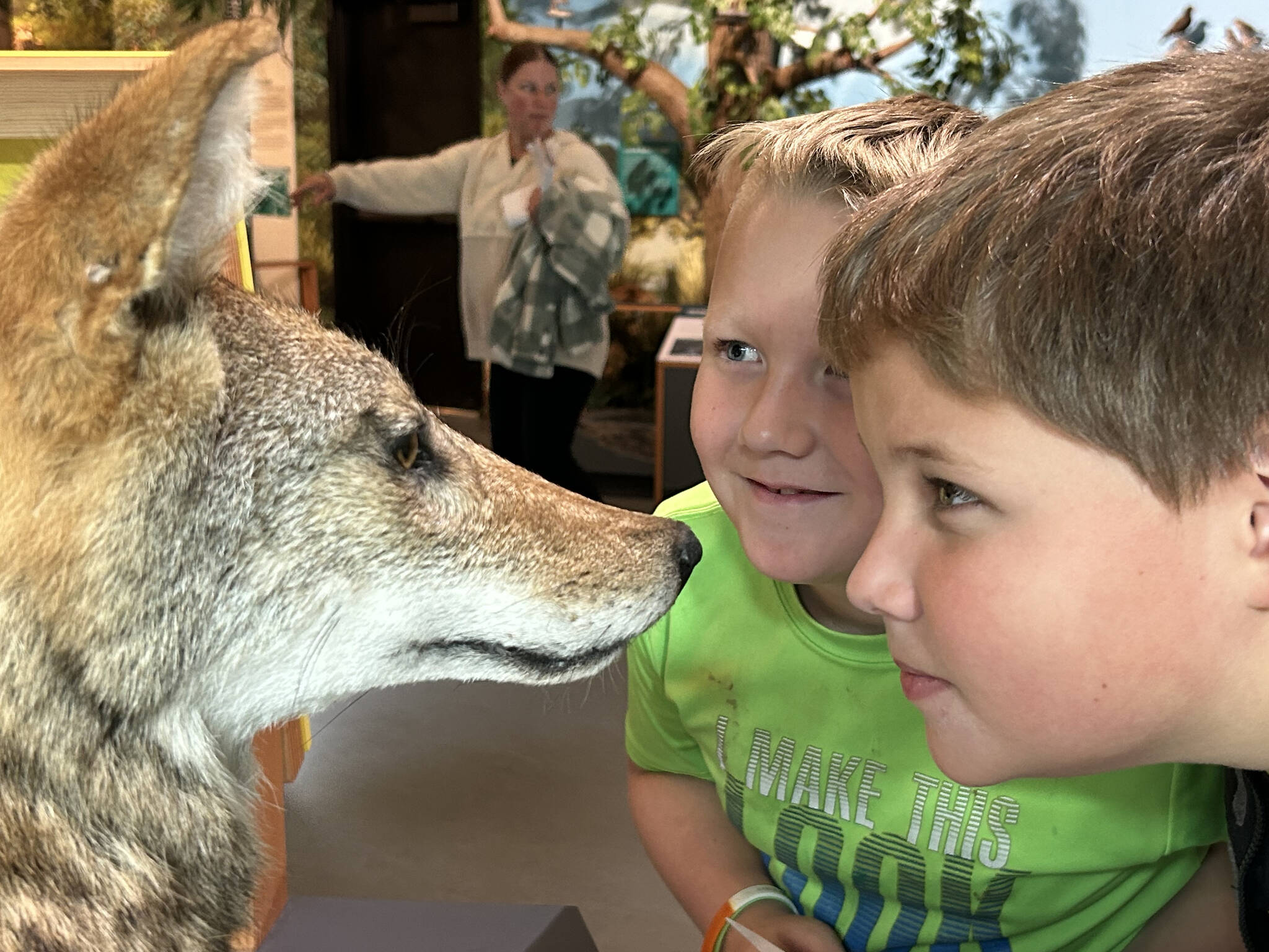 Third-graders Michael Rains and John Gigstead from Helen Haller Elementary look closely at a coyote to see whether or not the taxidermied animal is real inside the Dungeness River Nature Center. They were two of hundreds of students to attend the Dungeness River Festival.