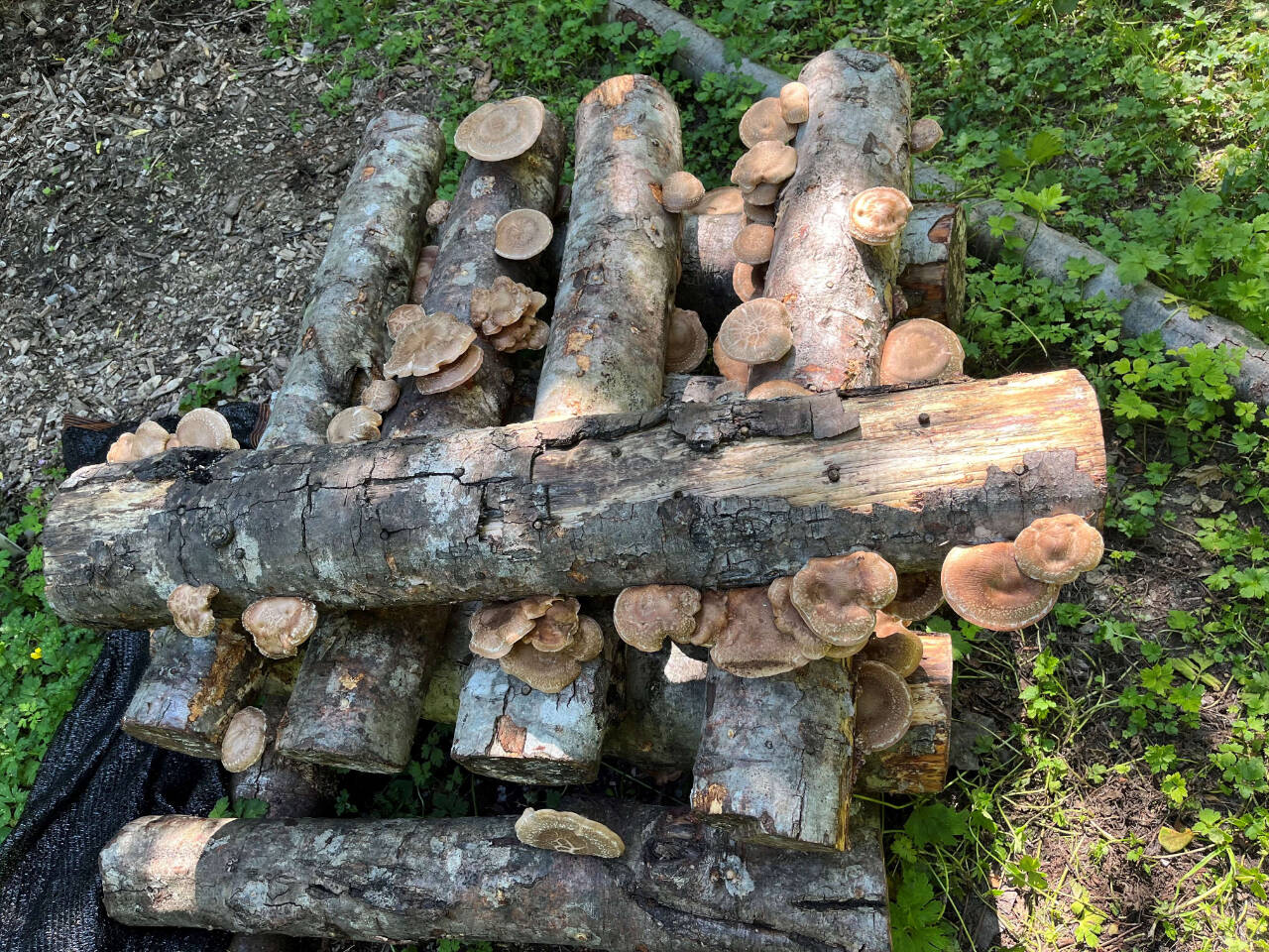 Photo courtesy of Sequim Prairie Garden Club / Learn all about growing your own mushrooms from local Master Gardener Bob Blackett at the next Sequim Prairie Garden Club, set for Monday, Oct. 7.