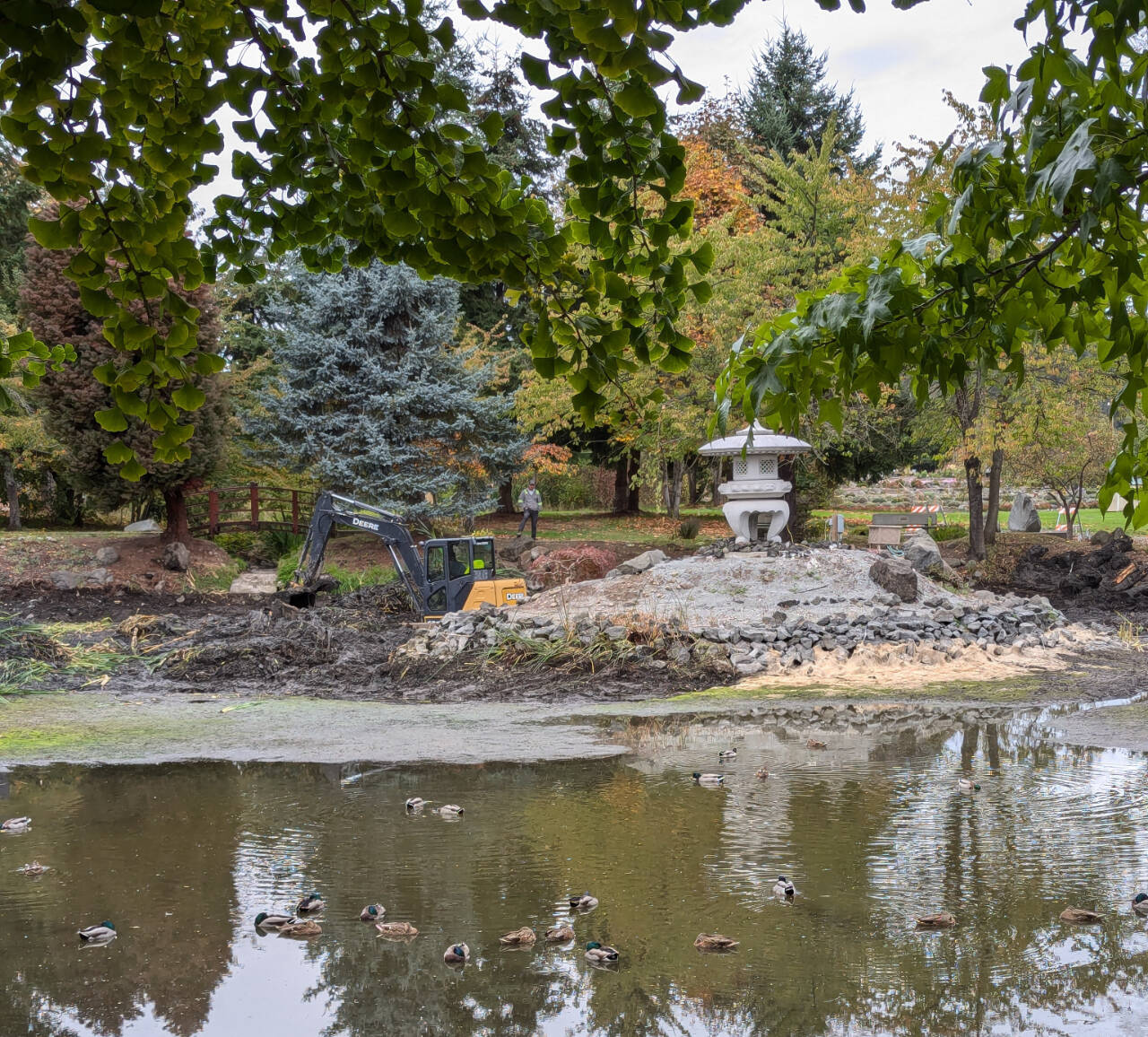 Photo by Dan Lutter /City of Sequim work crews perform some routine maintenance at the Sequim-Shiso Friendship Garden at Carrie Blake Community Park last week. Hannah Merrill, City of Sequim's Parks & Events manager, said the pond, designed to reflect the surroundings and the lantern in the island, is occasionally drained when the vegetation spreads across the surface. The resident ducks never left during the process, she noted.