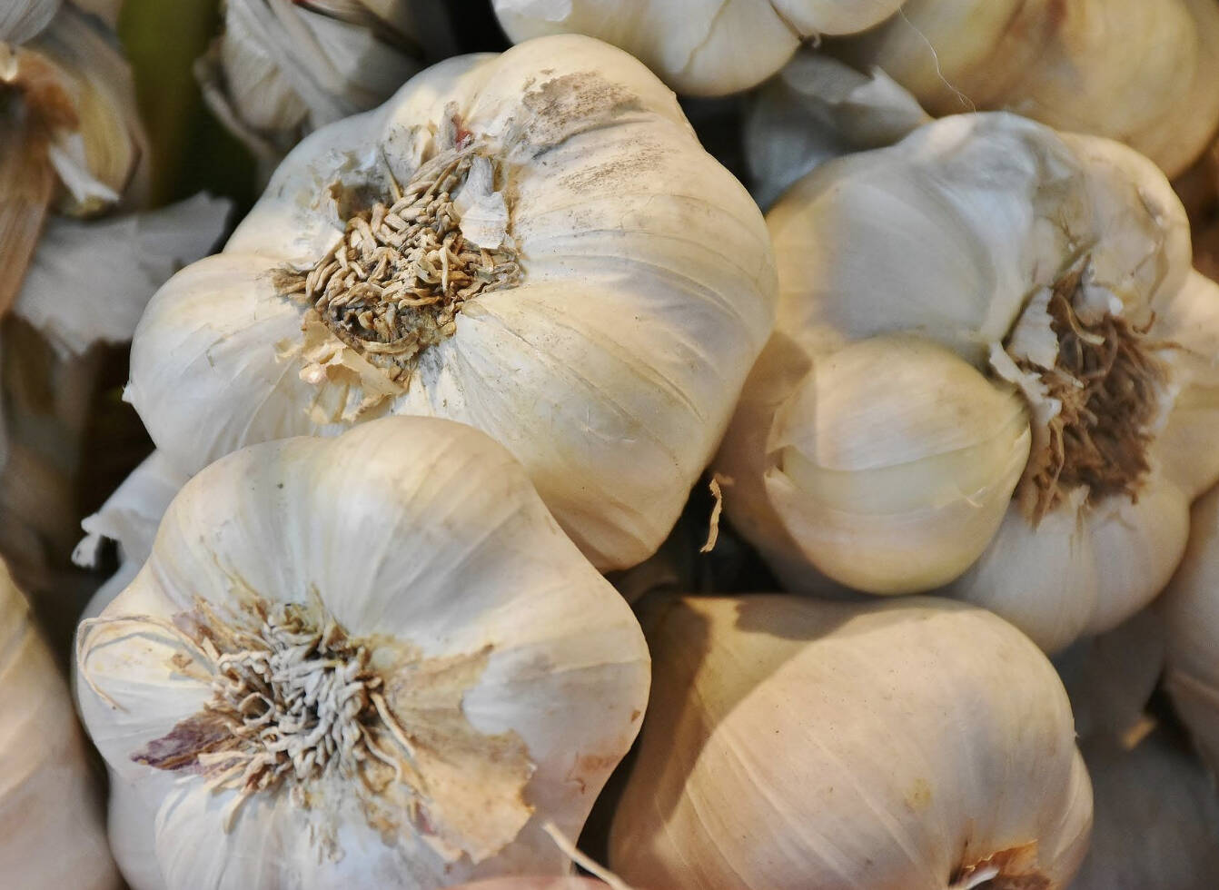 Photo courtesy of the University of Maryland Extension
Fall is an ideal time to plant garlic on the North Olympic Peninsula.