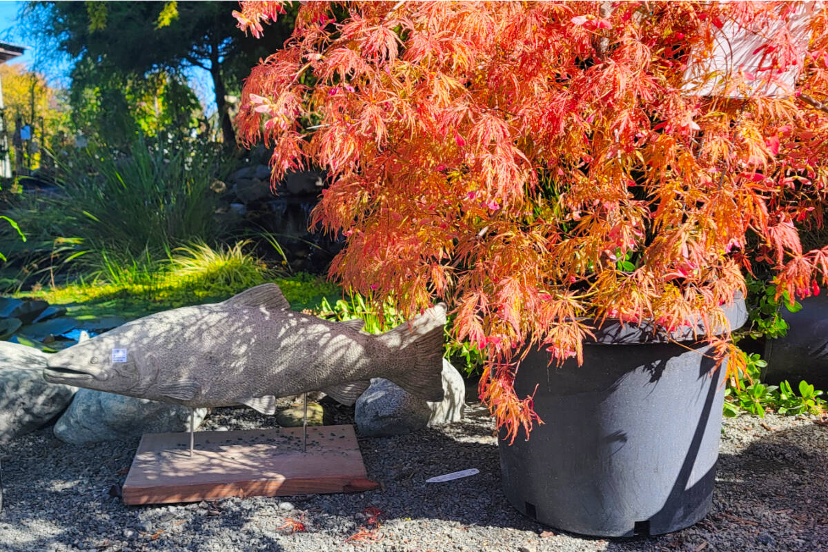 New Dungeness Nursery in Sequim is celebrating with their annual fall sale, including 20 percent off everything in stock through Oct. 20, including houseplants! Courtesy New Dungeness Nursery