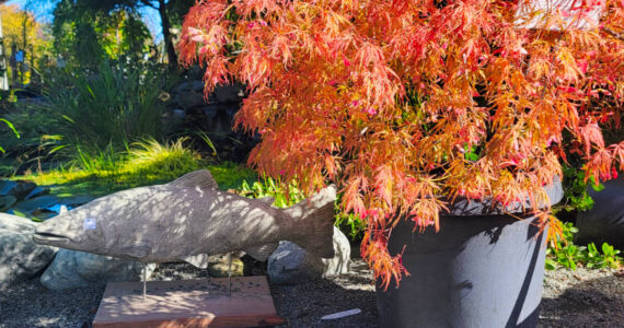 New Dungeness Nursery in Sequim is celebrating with their annual fall sale, including 20 percent off everything in stock through Oct. 20, including houseplants! Courtesy New Dungeness Nursery