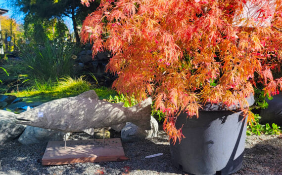 New Dungeness Nursery in Sequim is celebrating with their annual fall sale, including 20 percent off everything in stock through Oct. 20, including houseplants! Courtesy New Dungeness Nursery