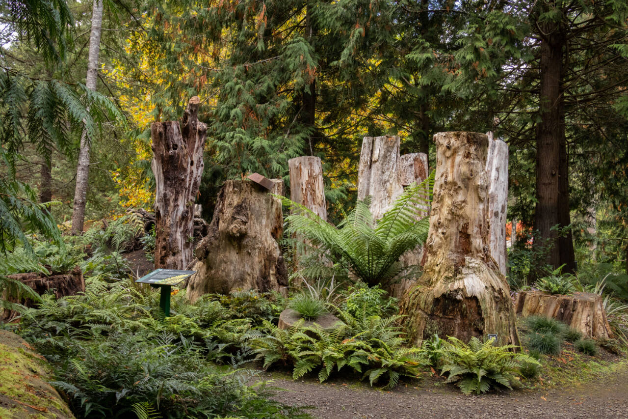 Photo by Tom Twigg 
Join Heronswood director Dr. Ross Bayton for the Green Thumb Education Series presentation, “Shade and Stumps: Gardening with Ferns at Heronswood,” from noon-1 p.m. on Oct. 24 at St. Andrews Episcopal Church, 510 E. Park Ave., Port Angeles.