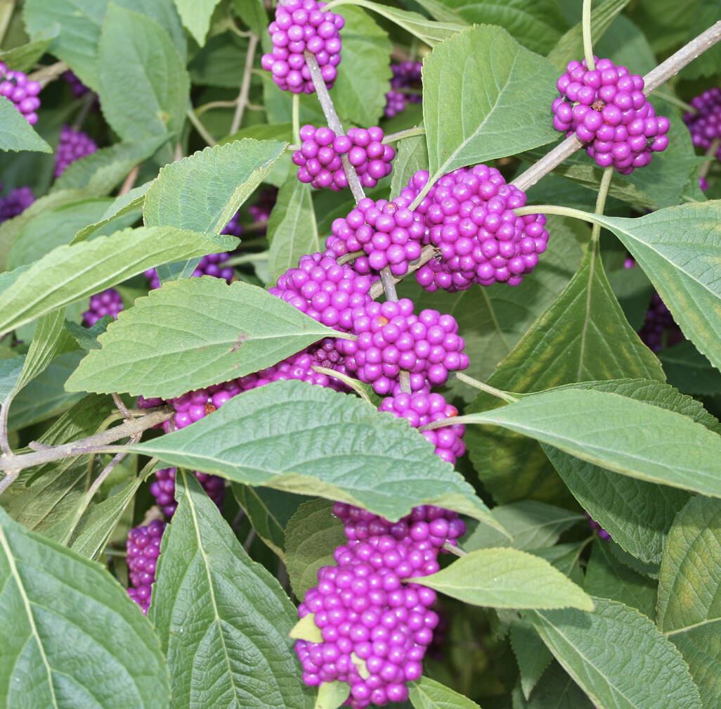 Photo courtesy of Mississippi State University Extension Service
Beautyberry shrubs last well into winter providing dramatic color in the garden.