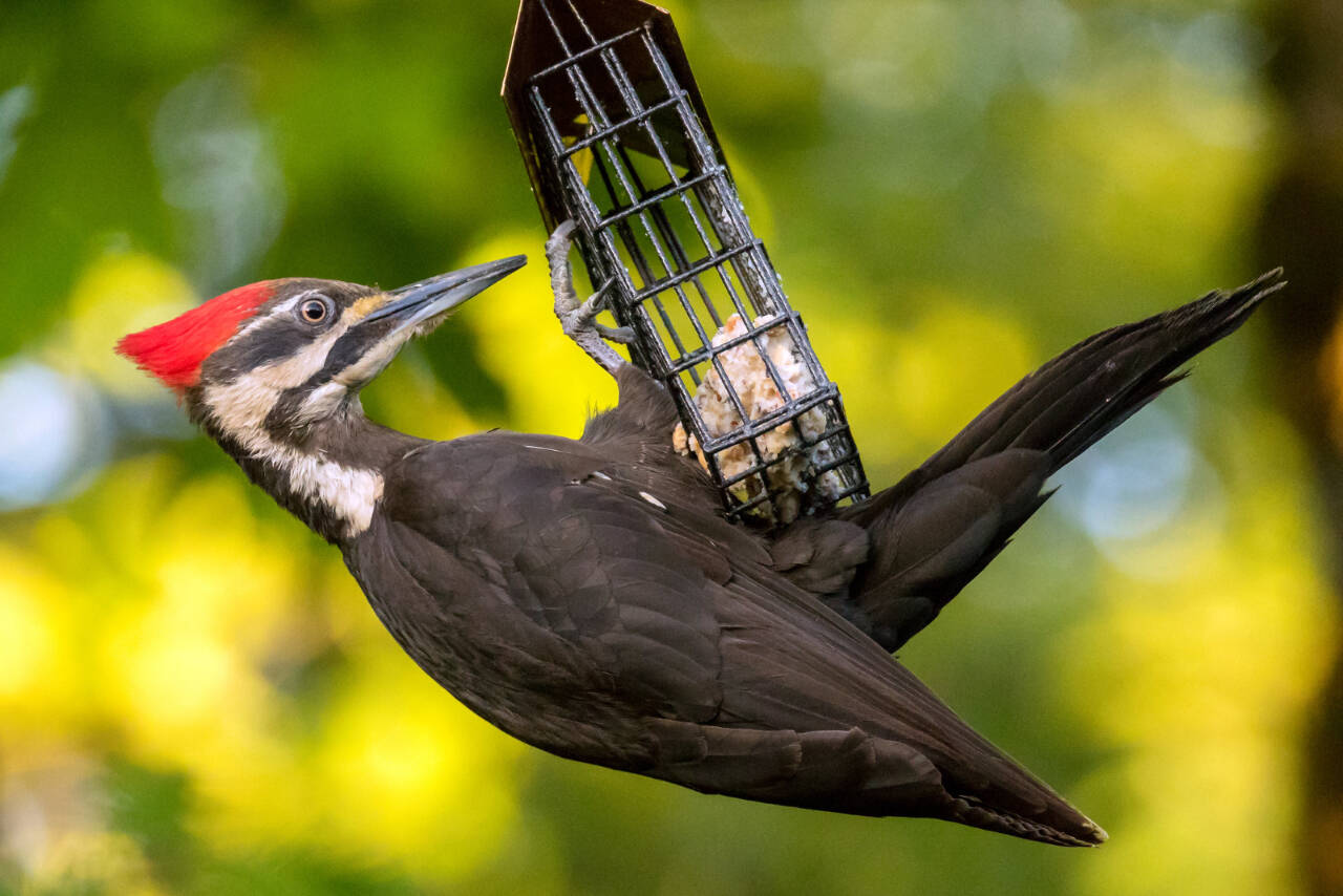 Photo by Mick Thompson/Eastside Audubon
A pileated woodpecker is pictured on suet. Learn about the needs of Pacific Northwest birds from Christie Lassen at the next Olympic Peninsula Audubon Society meeting on Nov. 2.