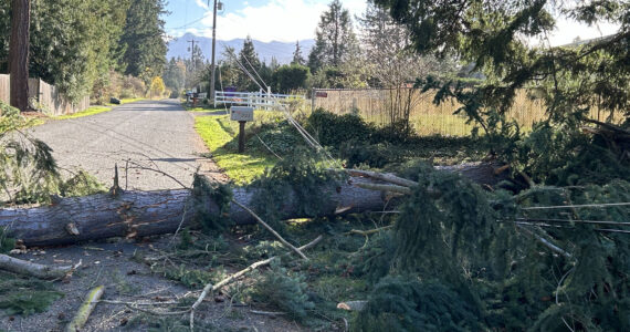 Sequim Gazette photo by Matthew Nash/ Clallam PUD crews respond to the 200 block of Riverside Road to repair power lines that fell due to high winds knocking over a tree on Nov. 4. Power went out for about 180 customers in the Dungeness Meadows area. Due to high winds, electricity for about 1,500 households was knocked out across Clallam County as of Monday afternoon. Crews with Clallam PUD were responding across the area, including to outages reported near Graysmarsh Farm and on Bell Hill.