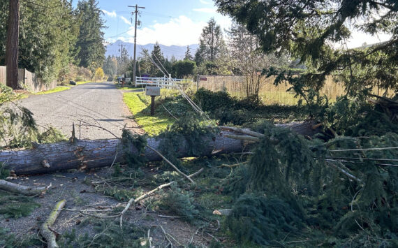 Sequim Gazette photo by Matthew Nash/ Clallam PUD crews respond to the 200 block of Riverside Road to repair power lines that fell due to high winds knocking over a tree on Nov. 4. Power went out for about 180 customers in the Dungeness Meadows area. Due to high winds, electricity for about 1,500 households was knocked out across Clallam County as of Monday afternoon. Crews with Clallam PUD were responding across the area, including to outages reported near Graysmarsh Farm and on Bell Hill.