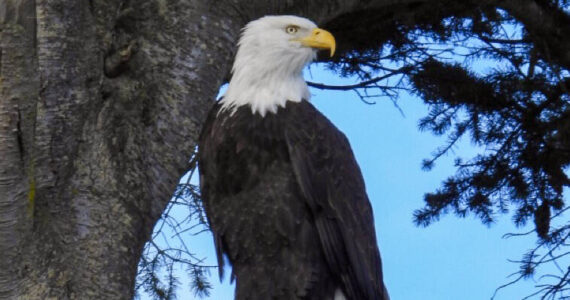 Contributor Teresa Herrera snaps a shot of an eagle by Lotzegesell Road on Nov. 12.