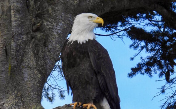 Contributor Teresa Herrera snaps a shot of an eagle by Lotzegesell Road on Nov. 12.