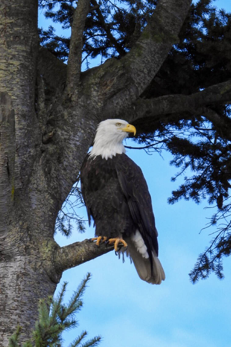 Contributor Teresa Herrera snaps a shot of an eagle by Lotzegesell Road on Nov. 12.